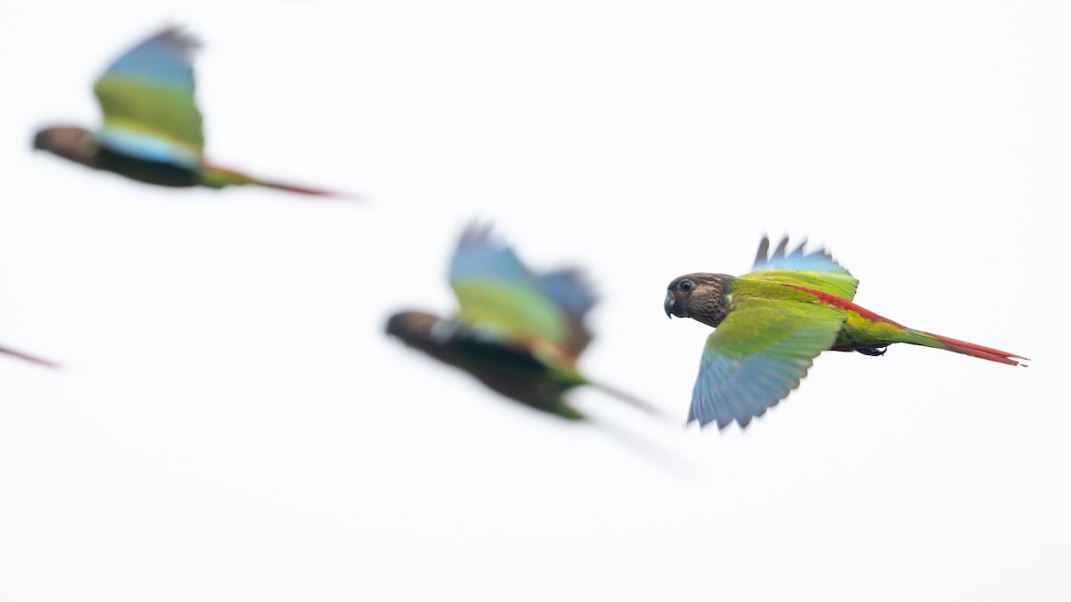 Santarem Parakeet (Madeira) - ML626600387