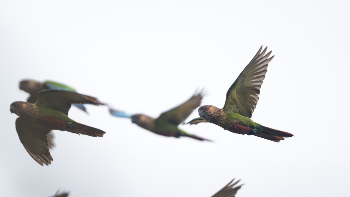 Santarem Parakeet (Madeira) - ML626600388