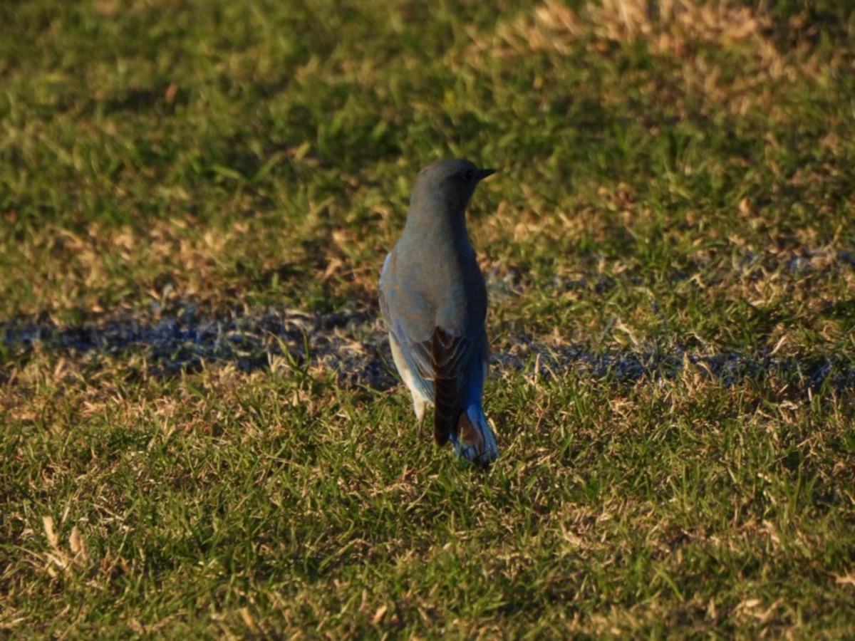 Mountain Bluebird - ML626600392