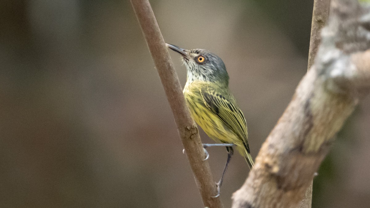 Spotted Tody-Flycatcher - ML626600393