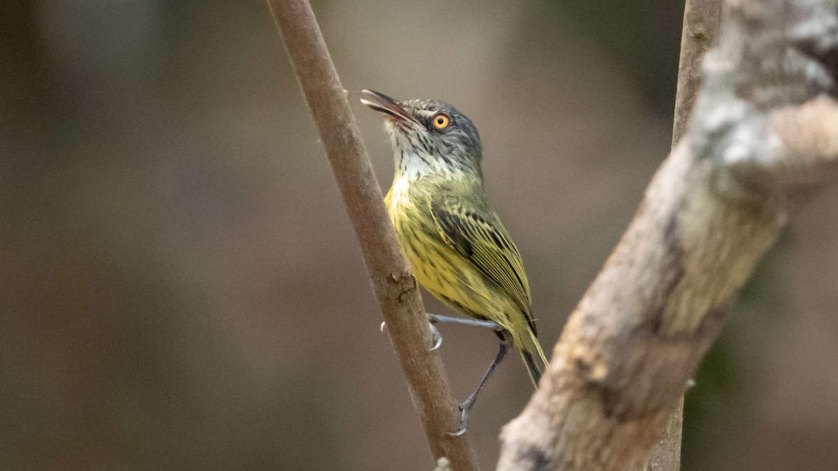 Spotted Tody-Flycatcher - ML626600394