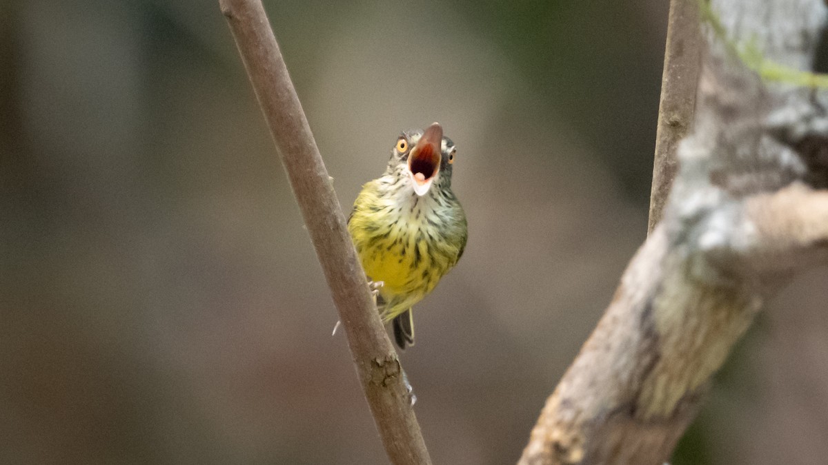 Spotted Tody-Flycatcher - ML626600395