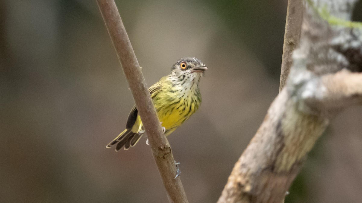 Spotted Tody-Flycatcher - ML626600396