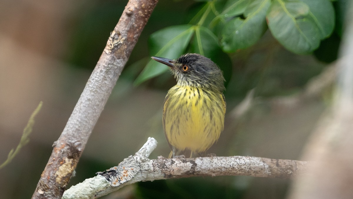 Spotted Tody-Flycatcher - ML626600397