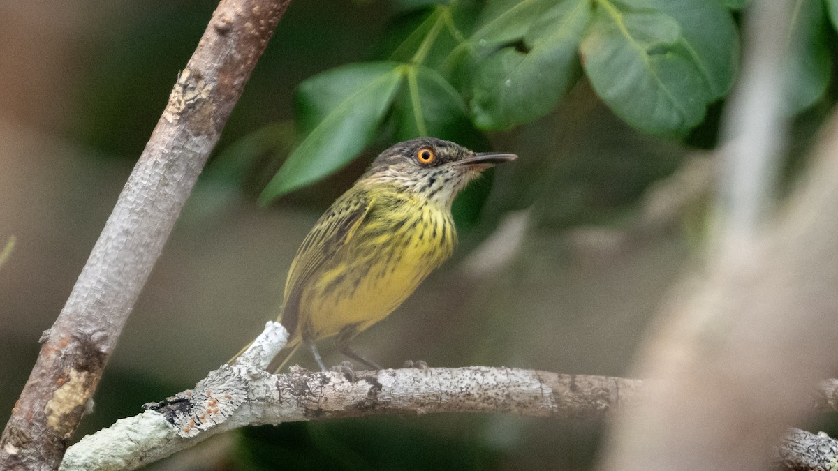 Spotted Tody-Flycatcher - ML626600398