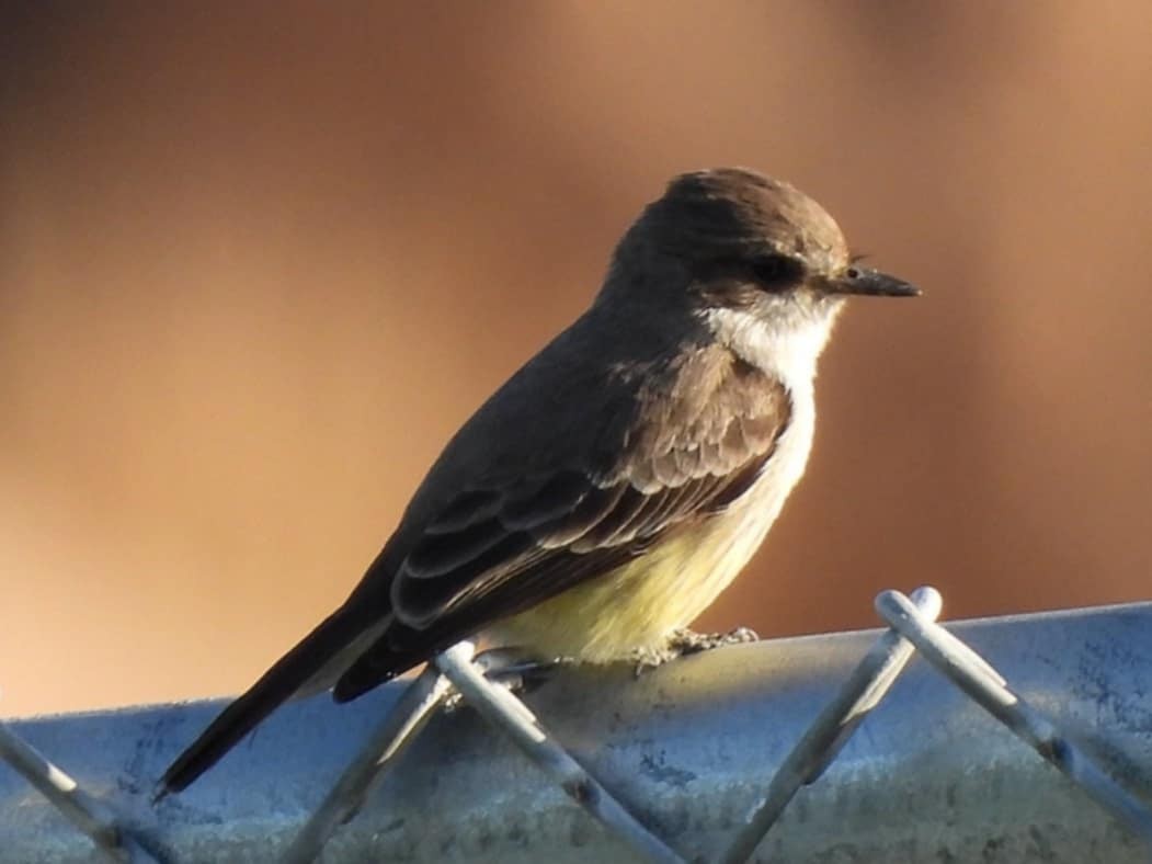 Vermilion Flycatcher - ML626600399