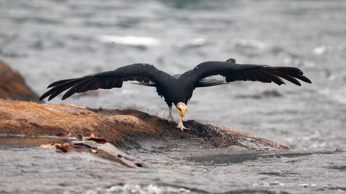 Greater Yellow-headed Vulture - ML626600431