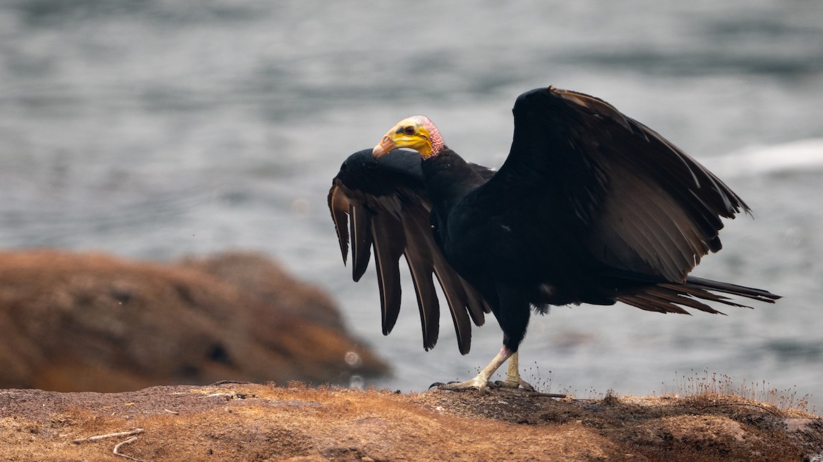 Greater Yellow-headed Vulture - ML626600432