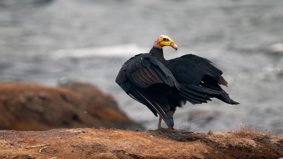 Greater Yellow-headed Vulture - ML626600433
