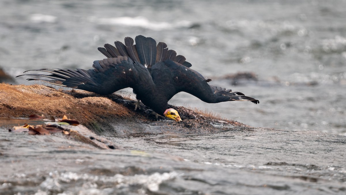Greater Yellow-headed Vulture - ML626600434
