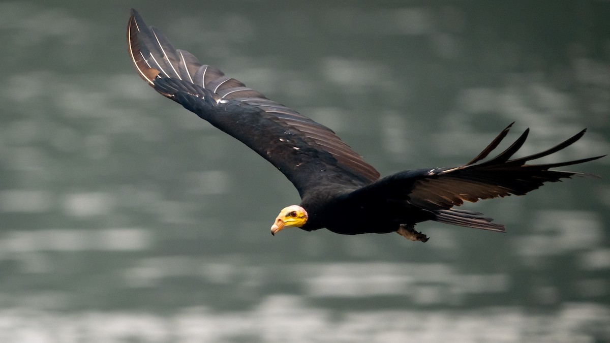 Greater Yellow-headed Vulture - ML626600436