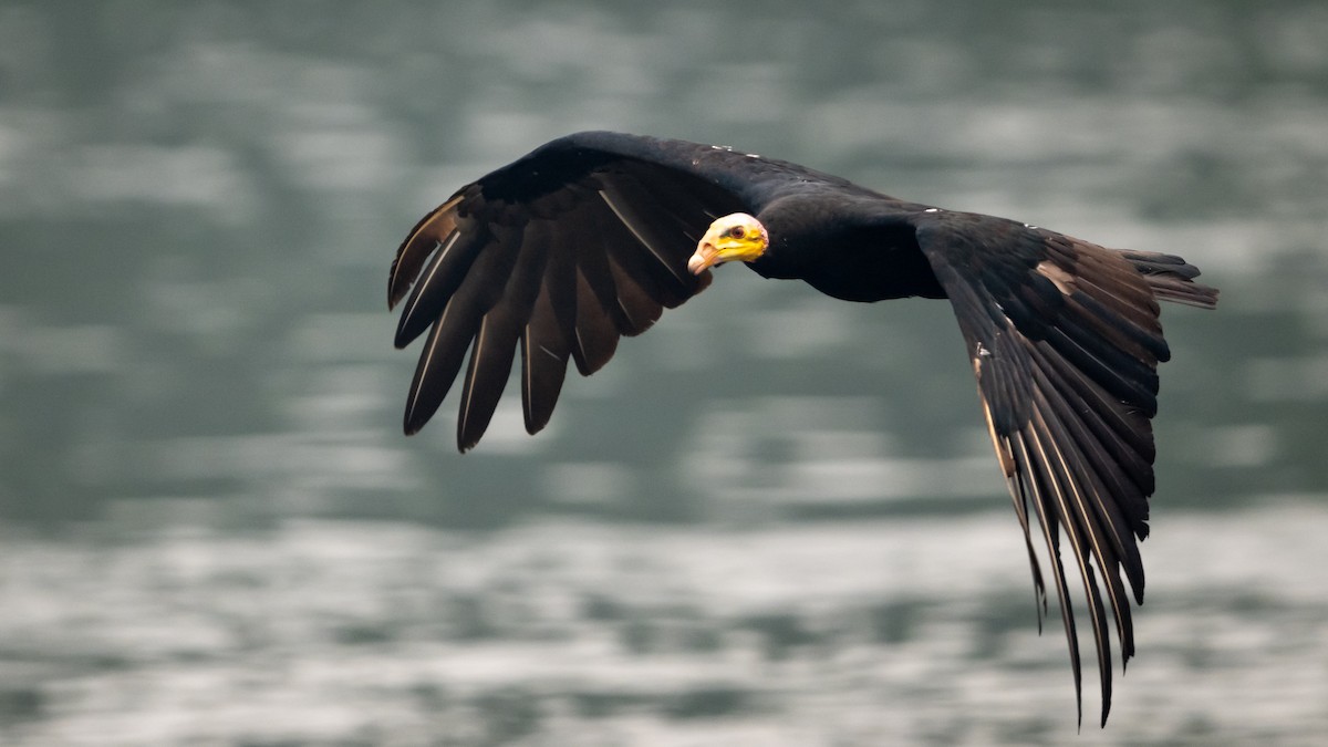 Greater Yellow-headed Vulture - ML626600437