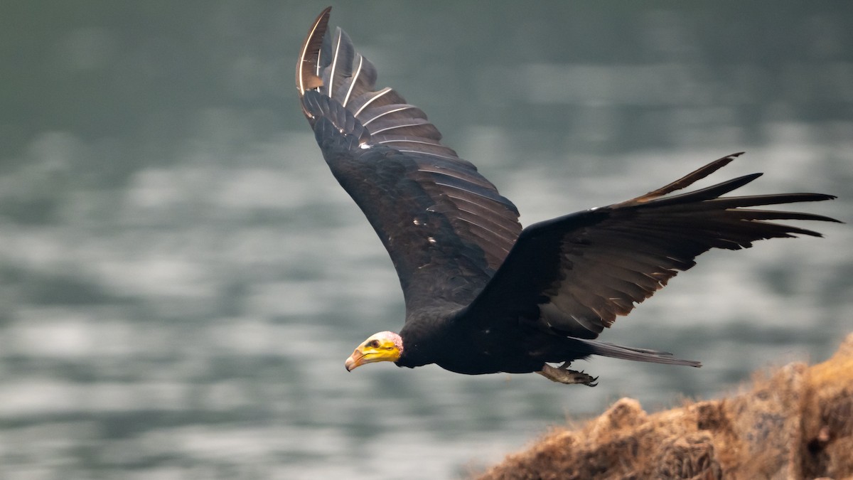 Greater Yellow-headed Vulture - ML626600438
