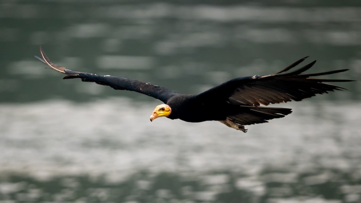 Greater Yellow-headed Vulture - ML626600439
