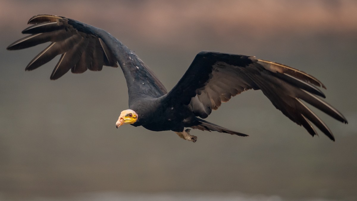 Greater Yellow-headed Vulture - ML626600440