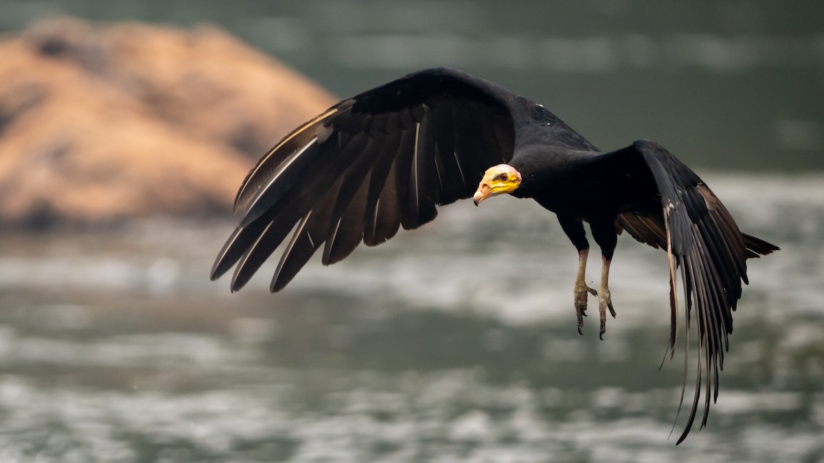 Greater Yellow-headed Vulture - ML626600441