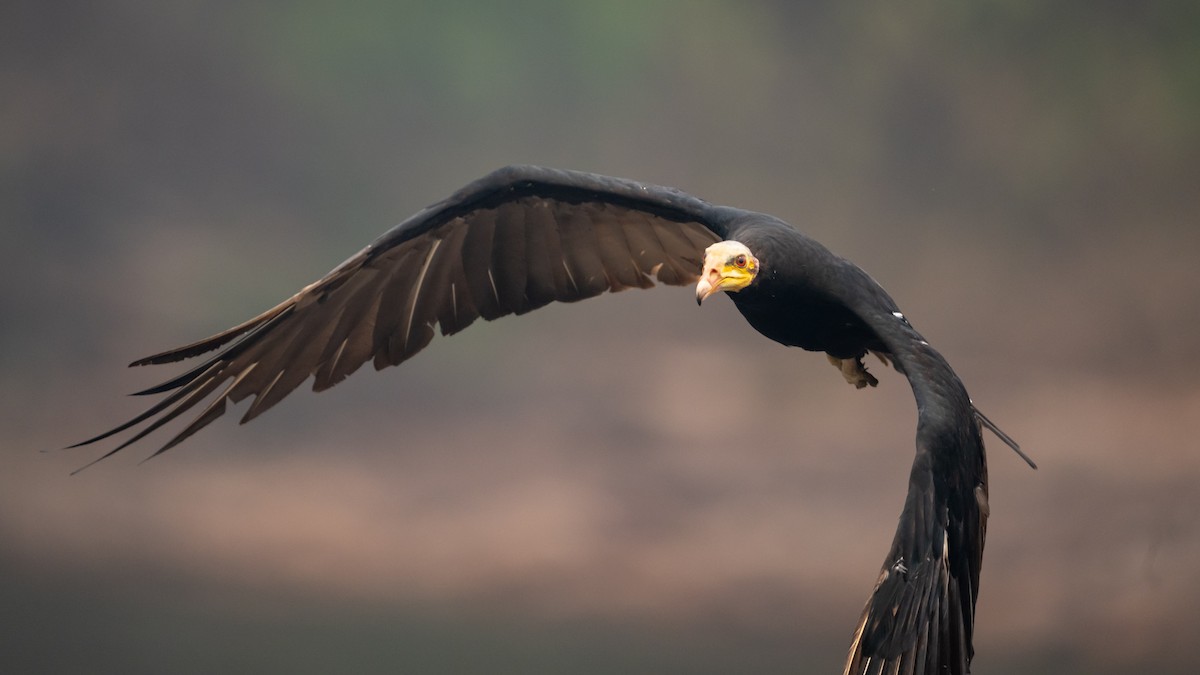Greater Yellow-headed Vulture - ML626600442