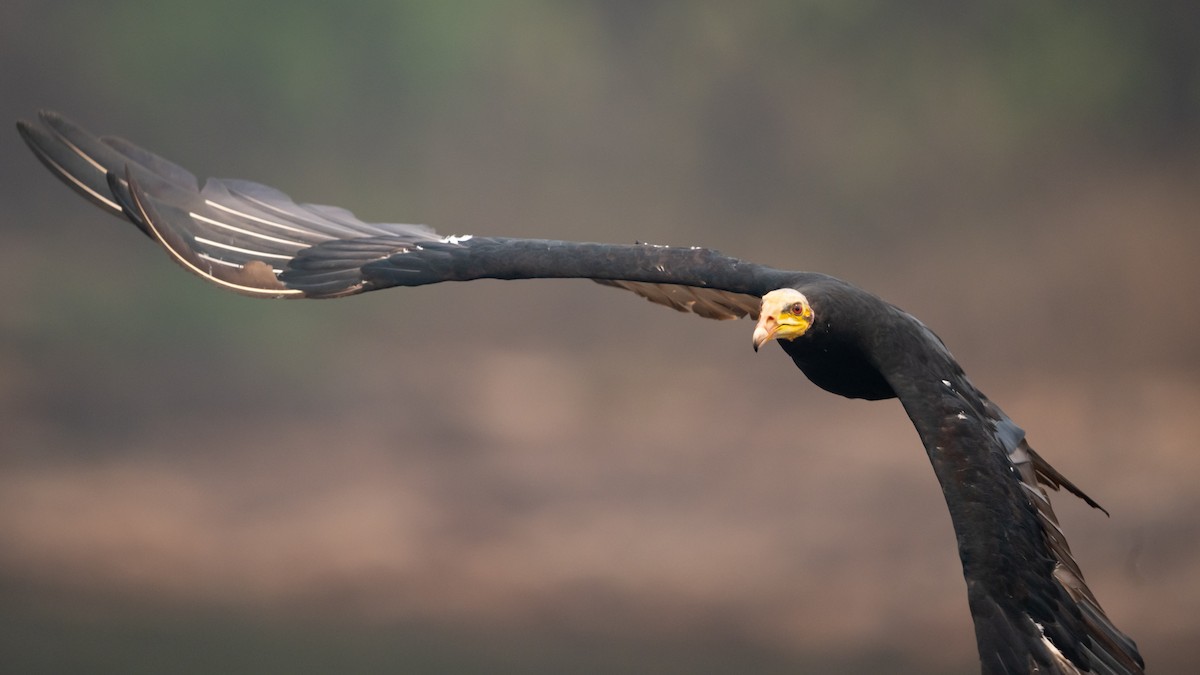 Greater Yellow-headed Vulture - ML626600443