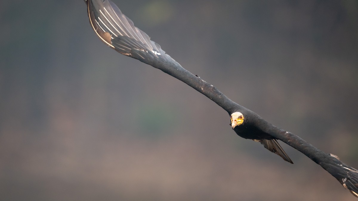 Greater Yellow-headed Vulture - ML626600444