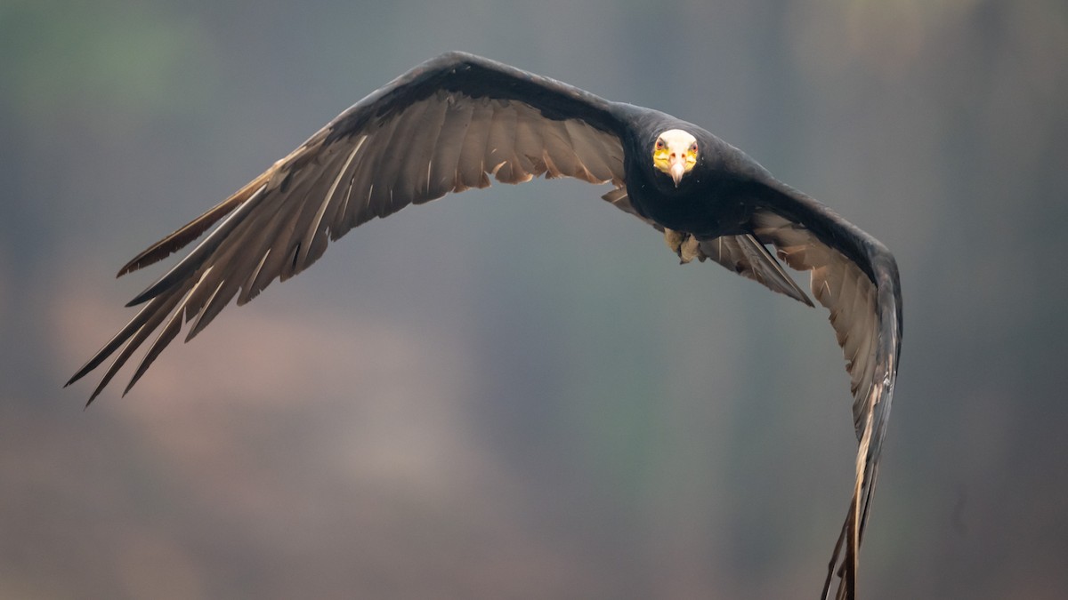 Greater Yellow-headed Vulture - ML626600445