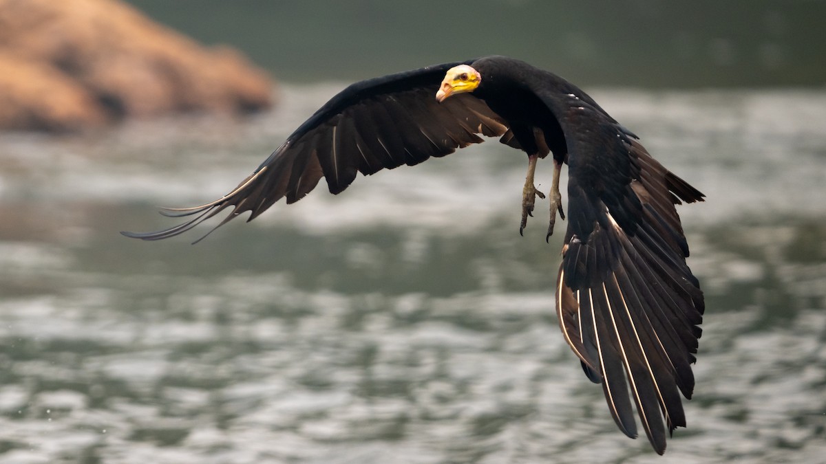 Greater Yellow-headed Vulture - ML626600447