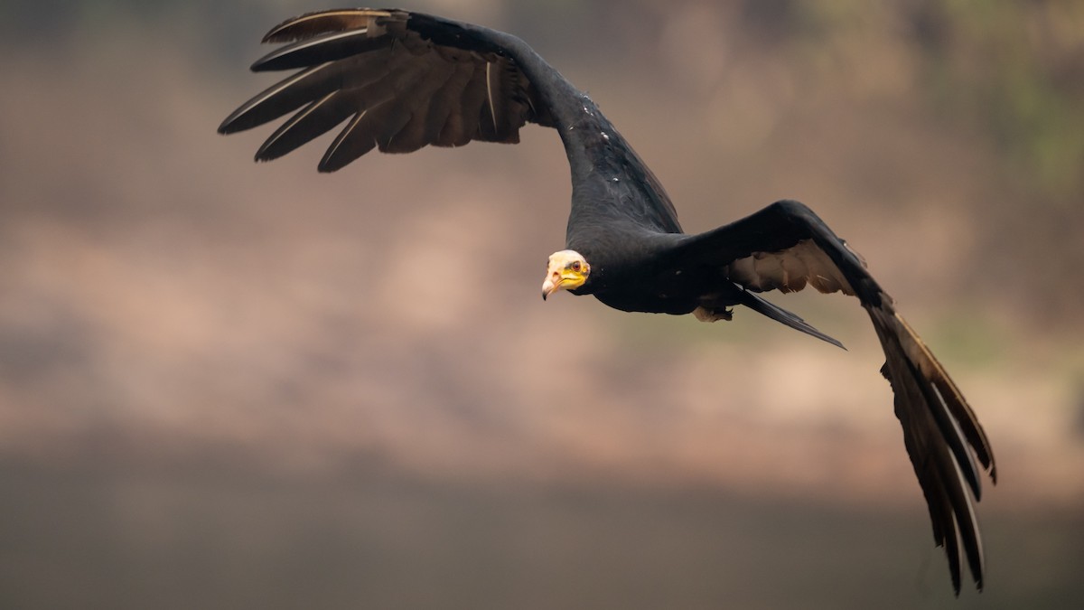 Greater Yellow-headed Vulture - ML626600448