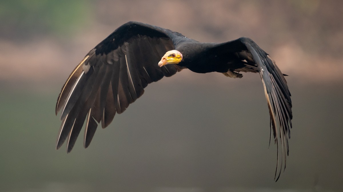 Greater Yellow-headed Vulture - ML626600449