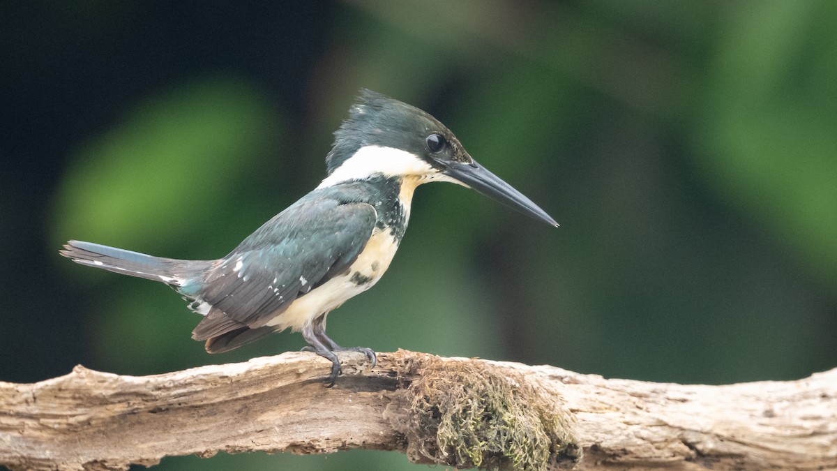 Amazon Kingfisher - ML626600487