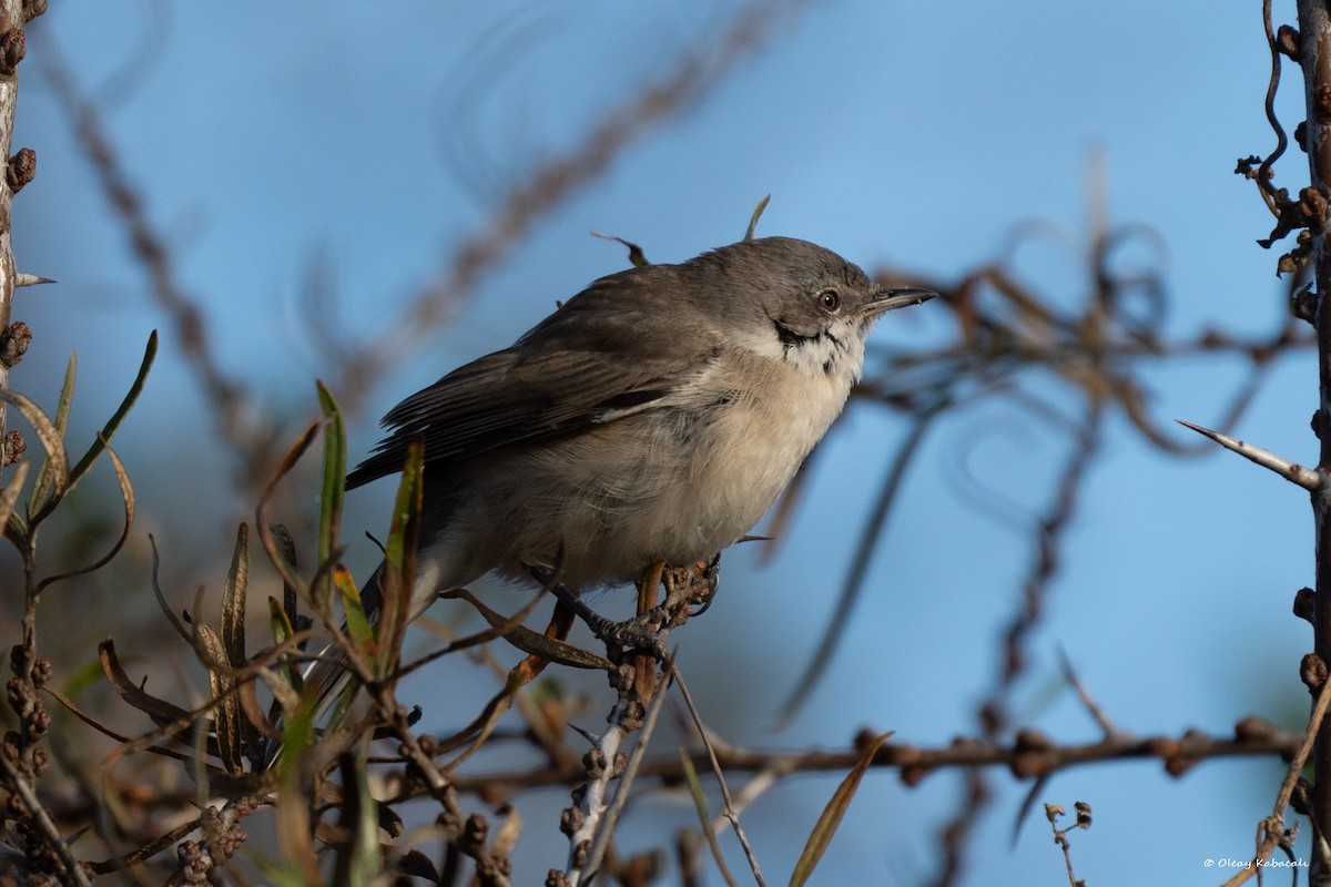 Lesser Whitethroat - ML626600654