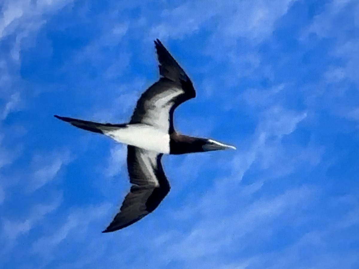 terej kokosový - ML626600659