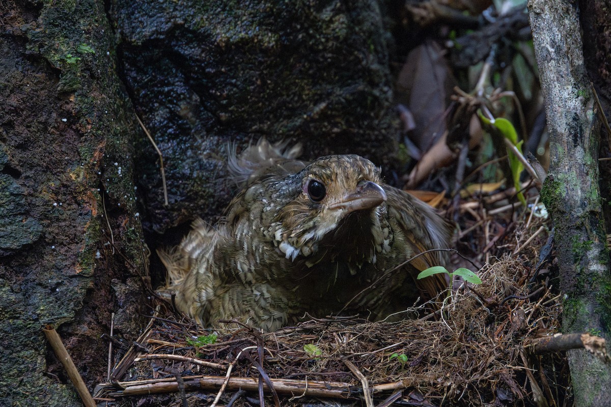 Variegated Antpitta - ML626600666