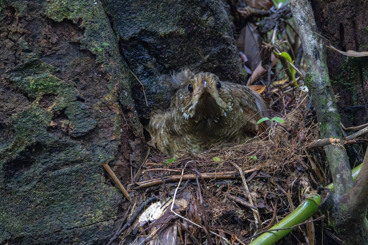 Variegated Antpitta - ML626600667