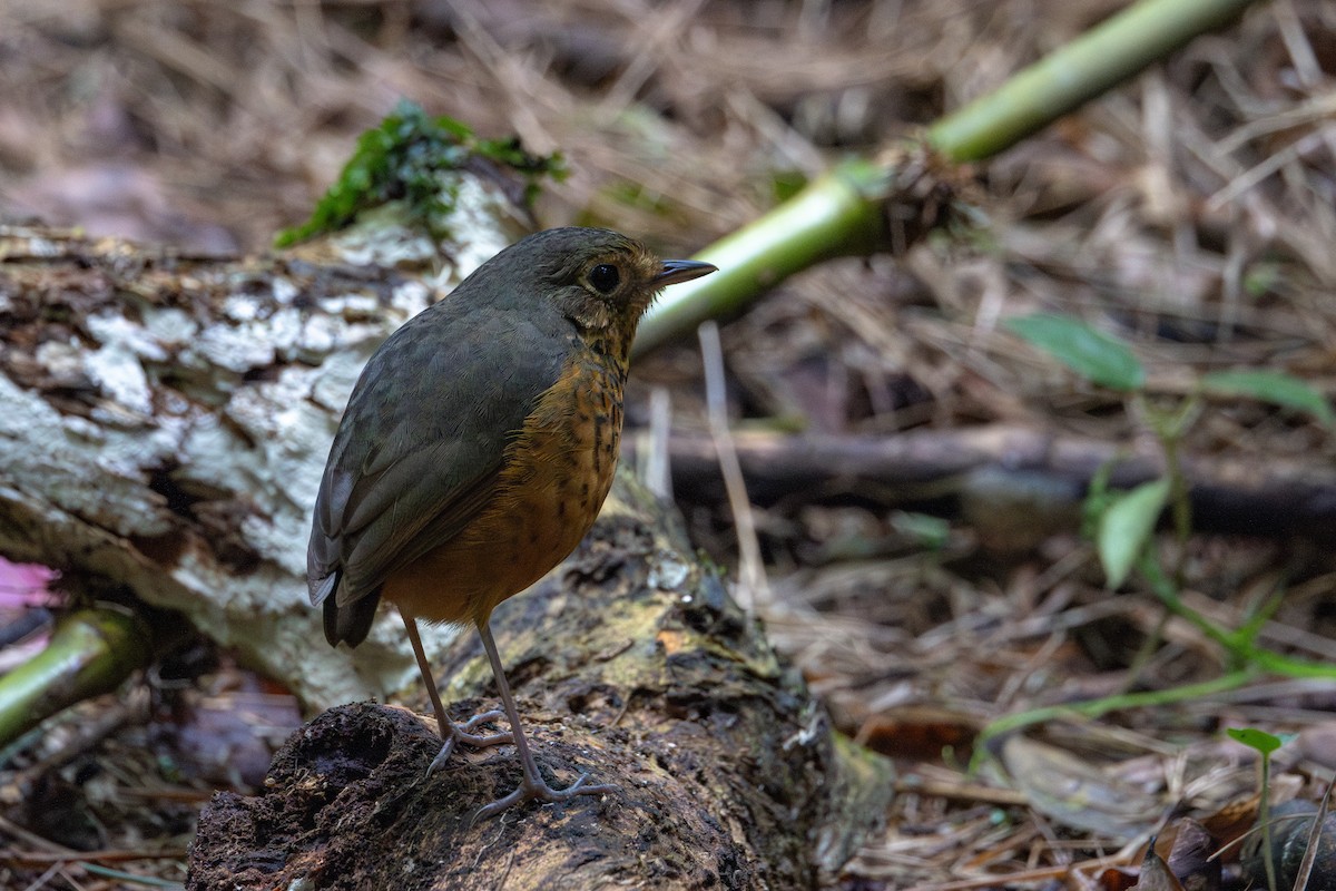 prikkbrystmaurpitta - ML626600706