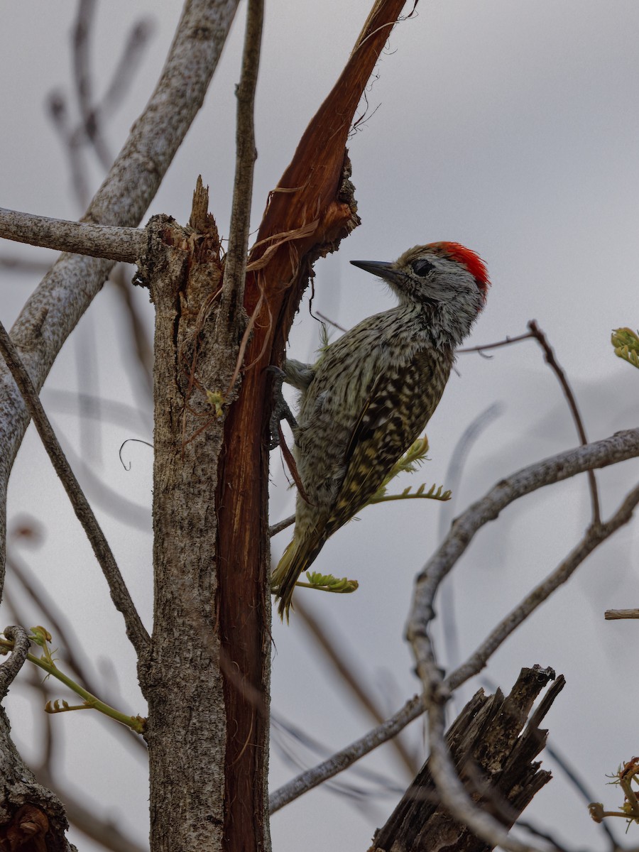 Cardinal Woodpecker - ML626600769