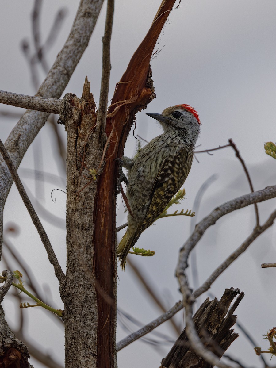 Cardinal Woodpecker - ML626600770