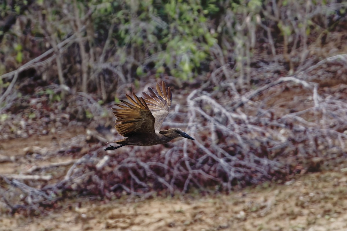 Hamerkop - ML626600786