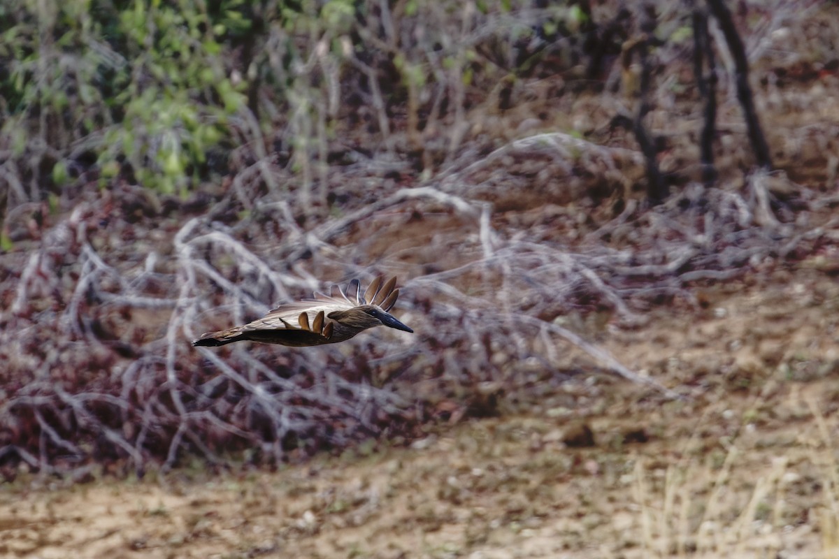 Hamerkop - ML626600787