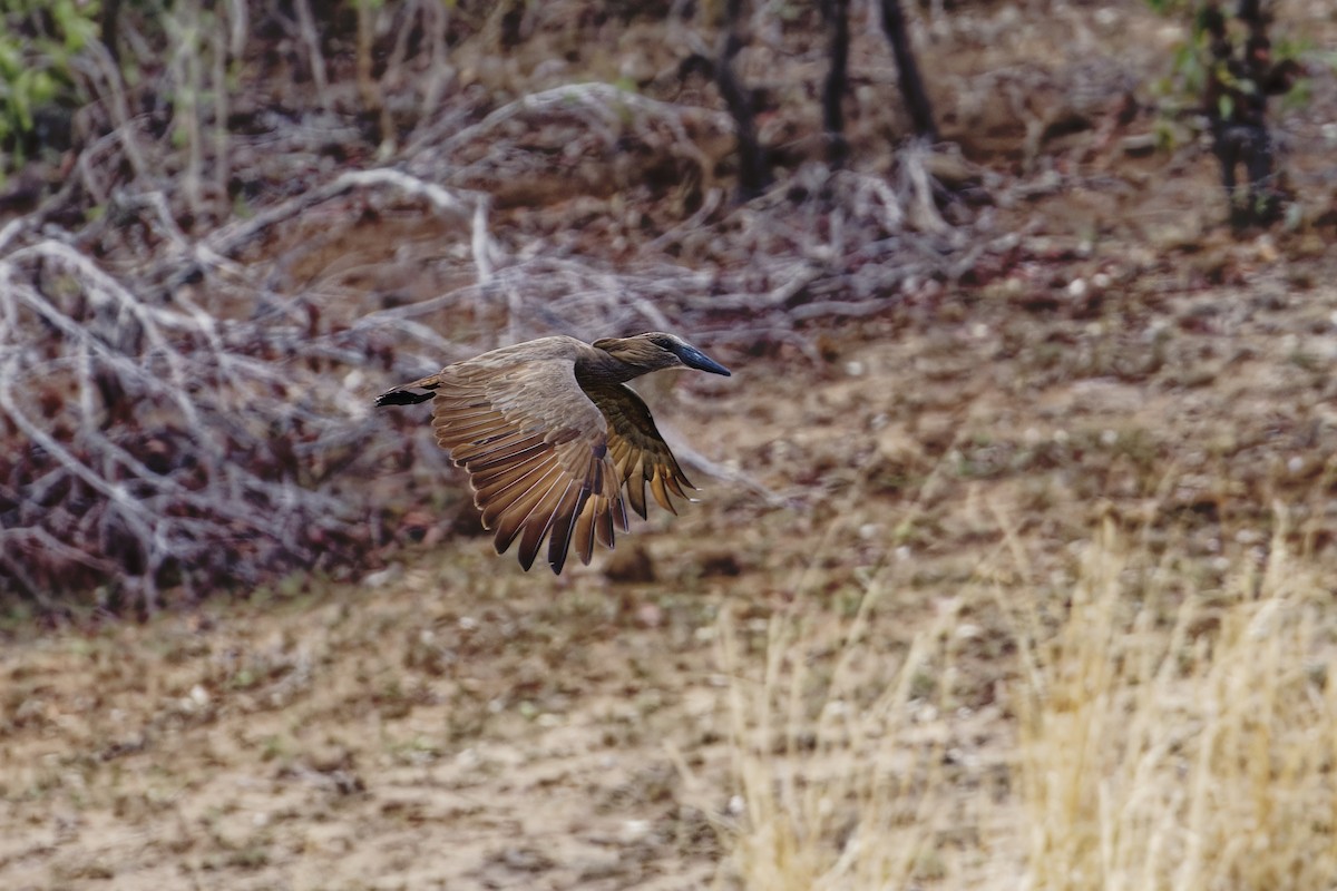 Hamerkop - ML626600788