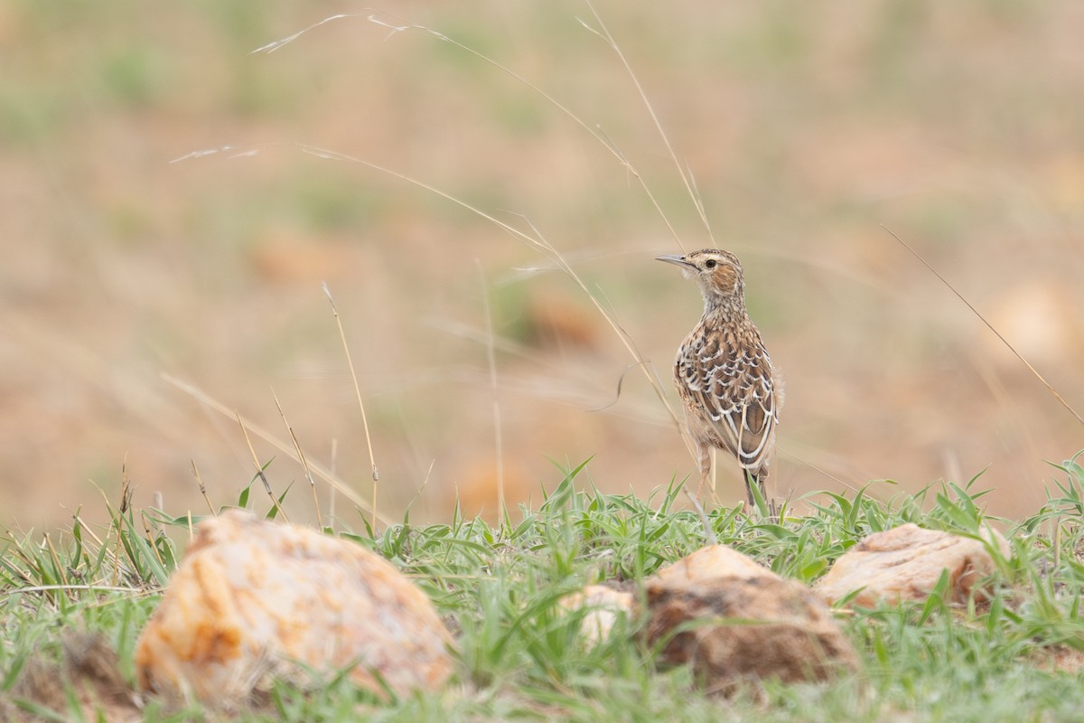 Spike-heeled Lark - ML626600852