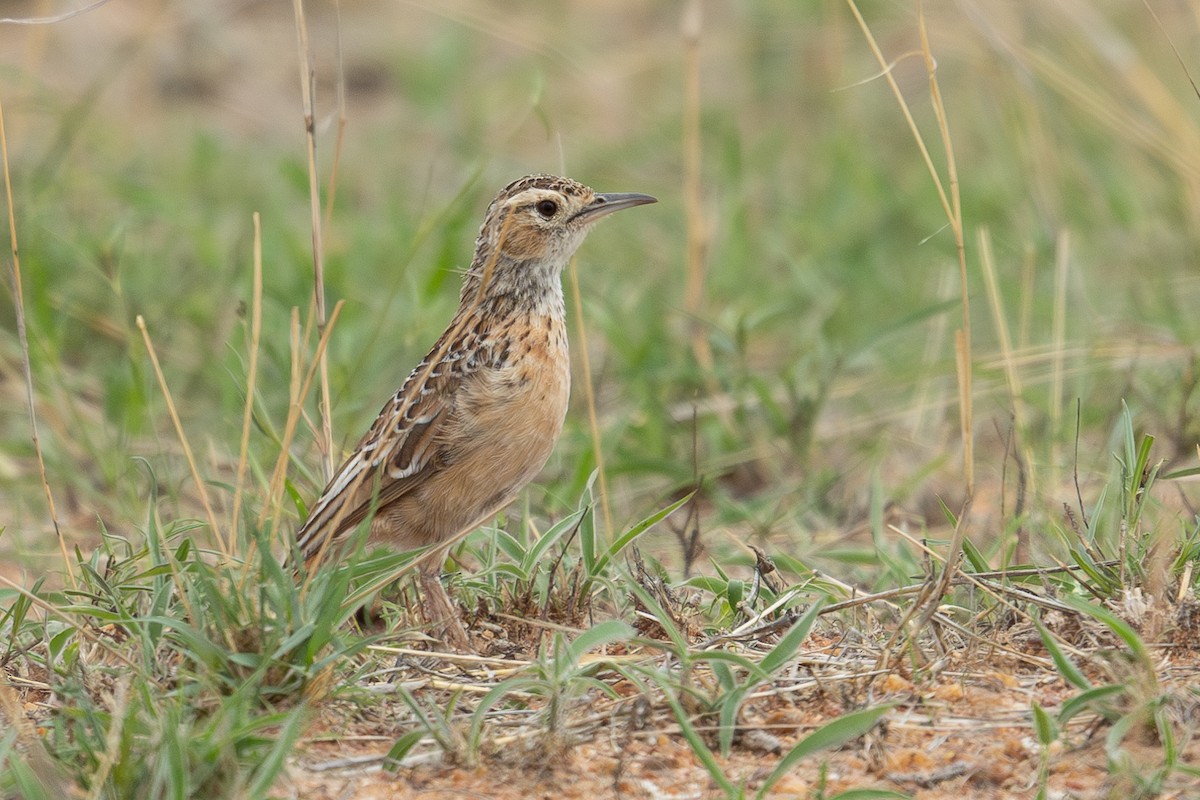 Spike-heeled Lark - ML626600853