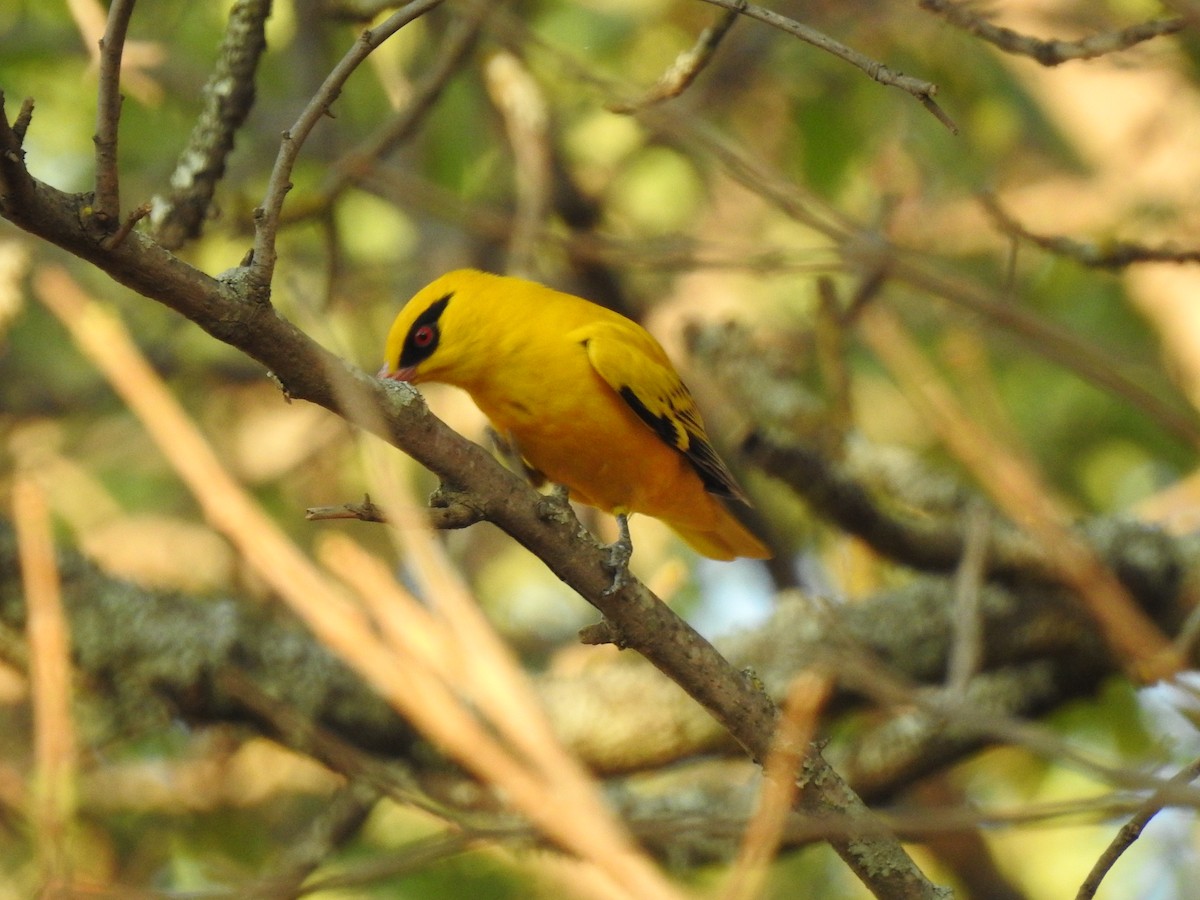 African Golden Oriole - ML626601025