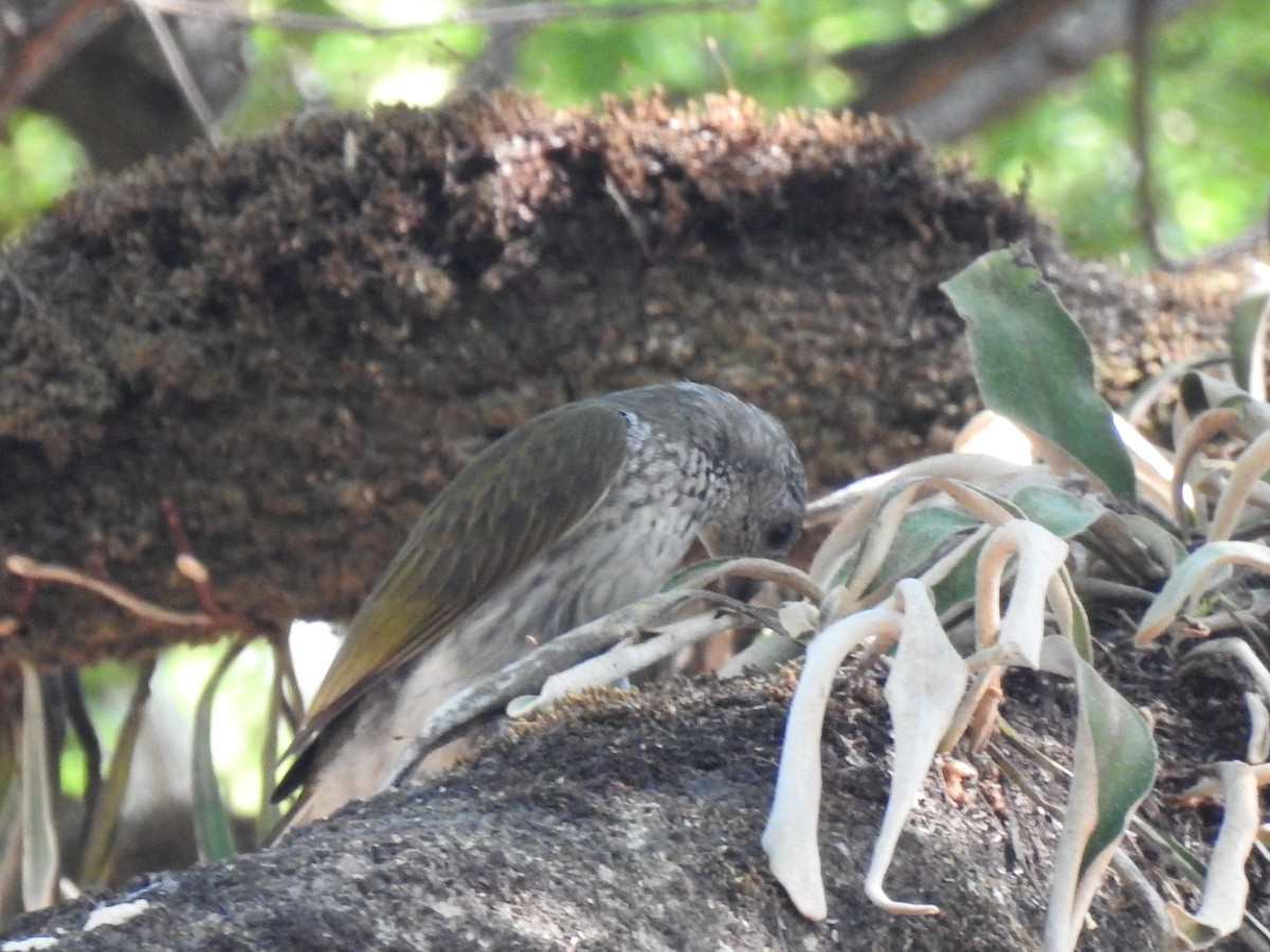 Scaly-throated Honeyguide - ML626601035