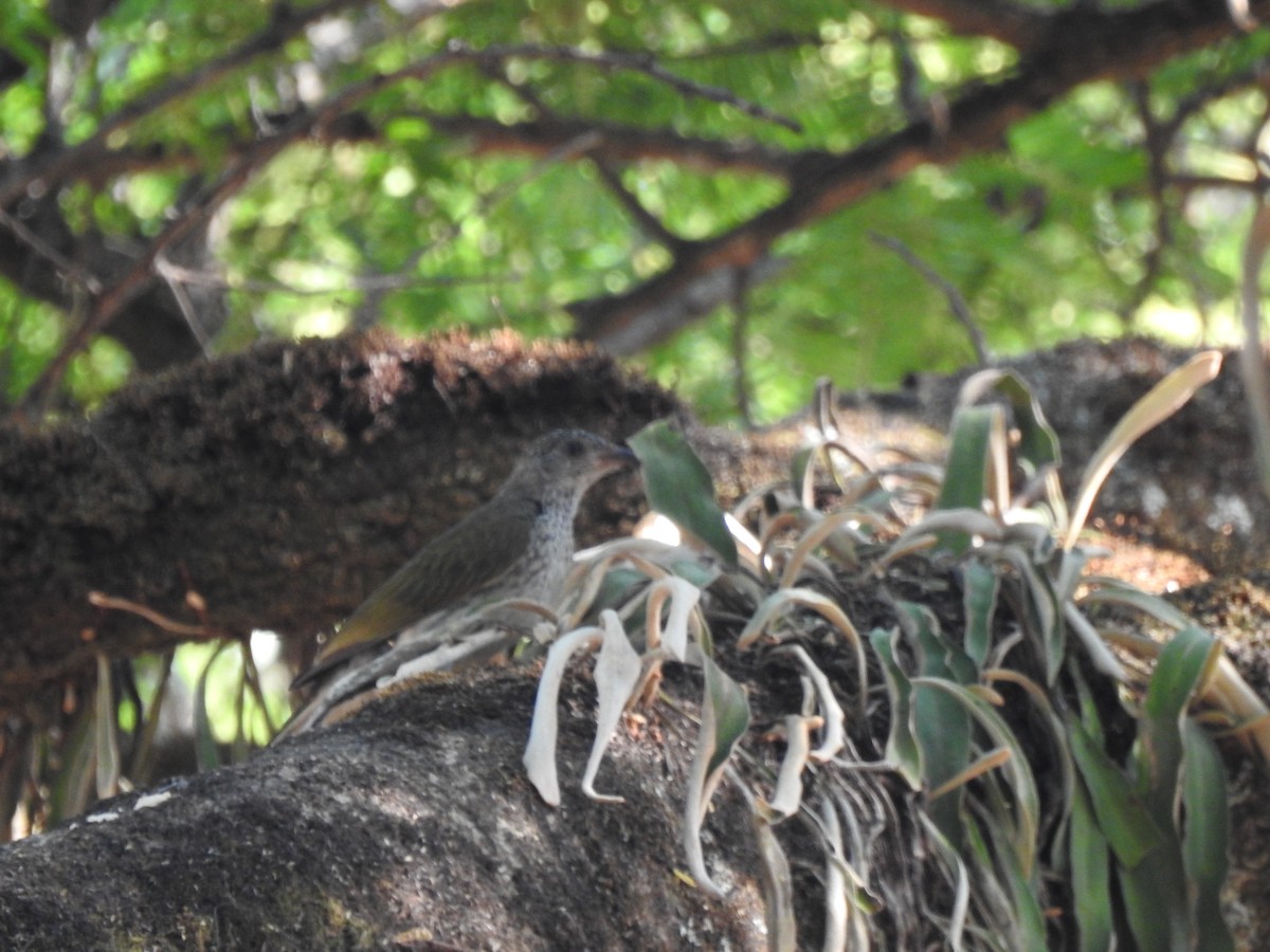 Scaly-throated Honeyguide - ML626601037