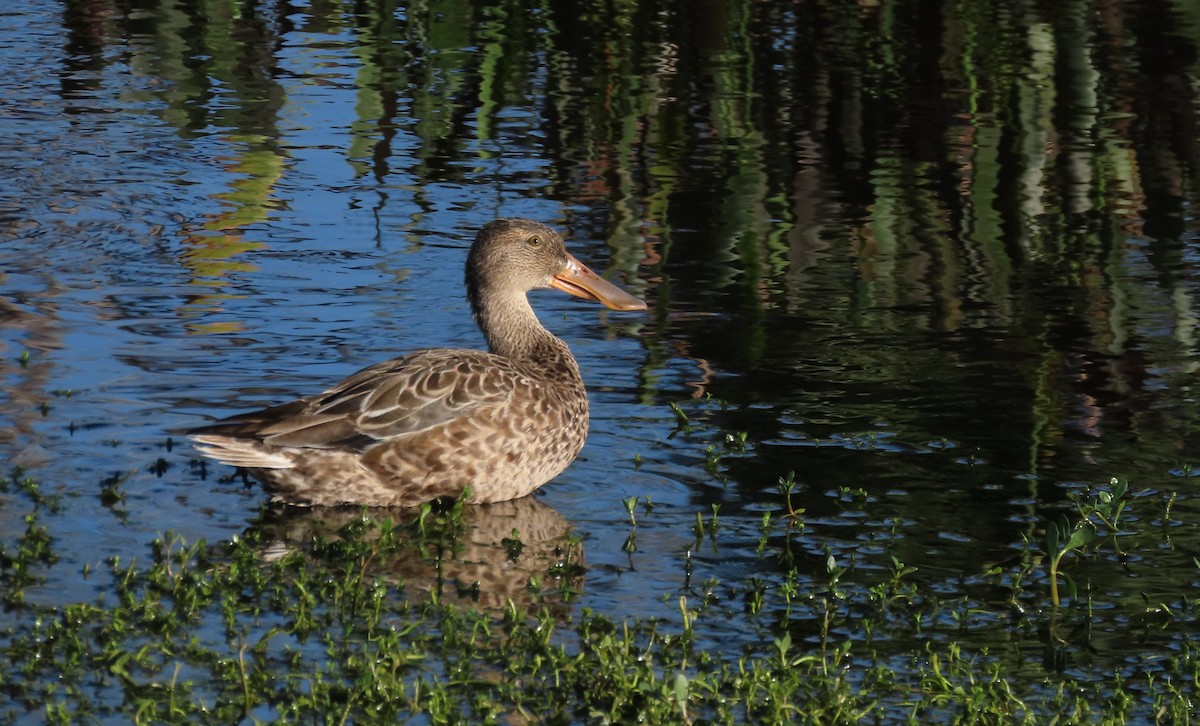 Canard souchet - ML626601229