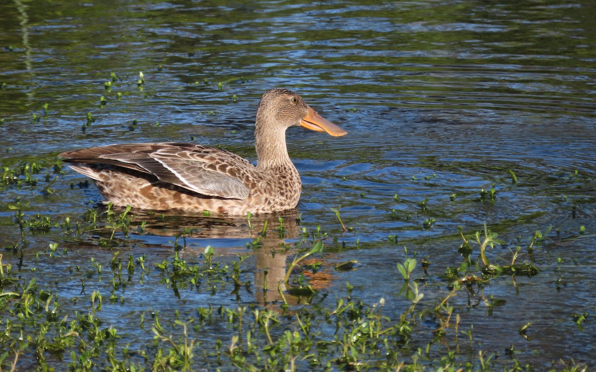 Canard souchet - ML626601230