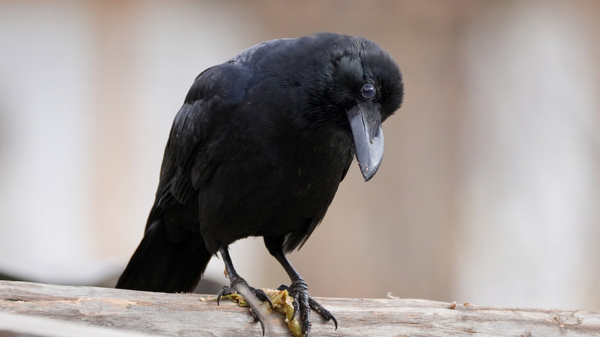 Large-billed Crow - ML626601423
