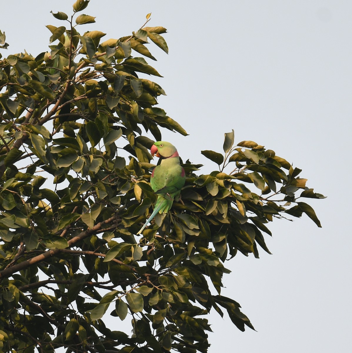 Alexandrine Parakeet - ML626601532