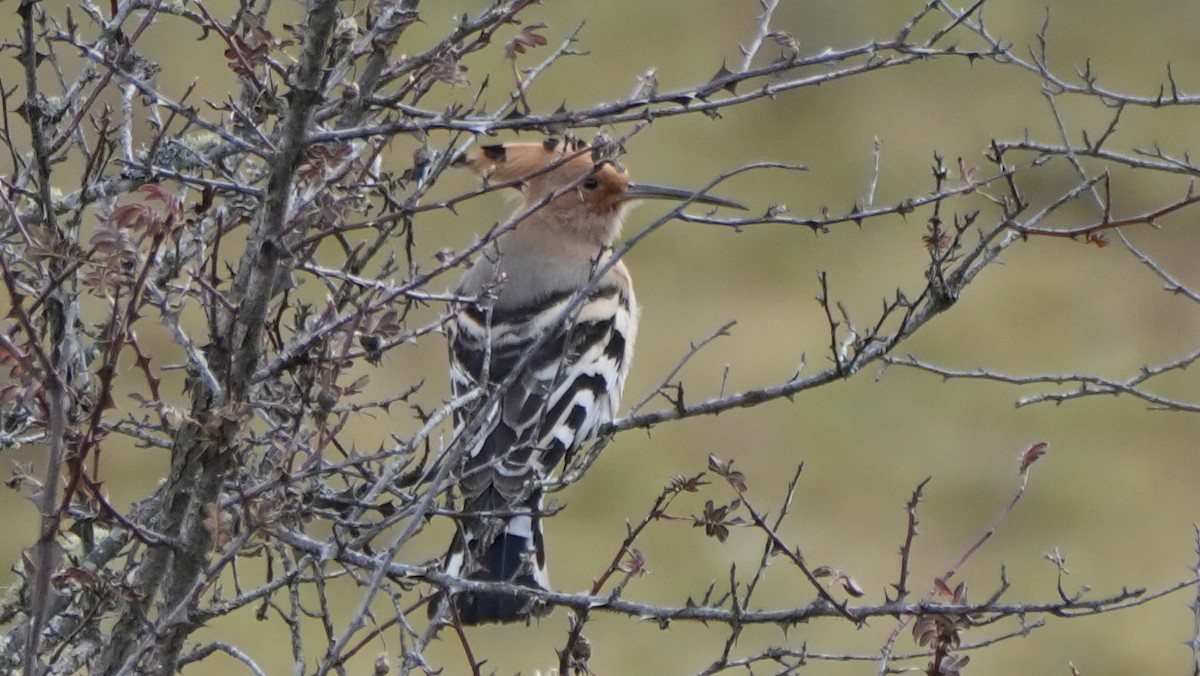 Common Hoopoe - ML626601561