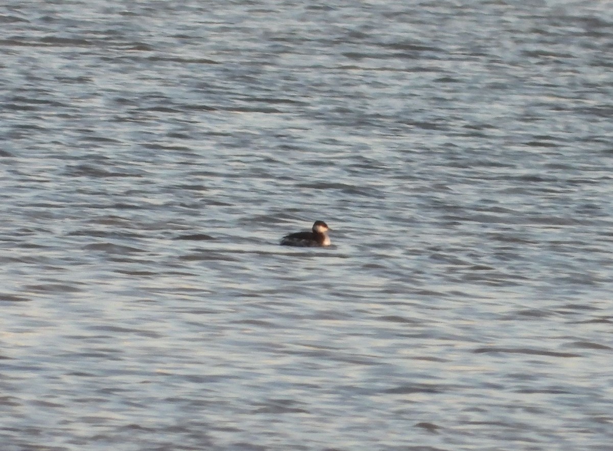 Horned Grebe - ML626601568