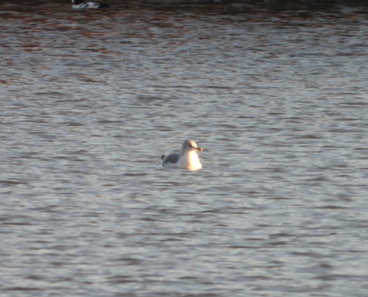 Common Gull - ML626601578